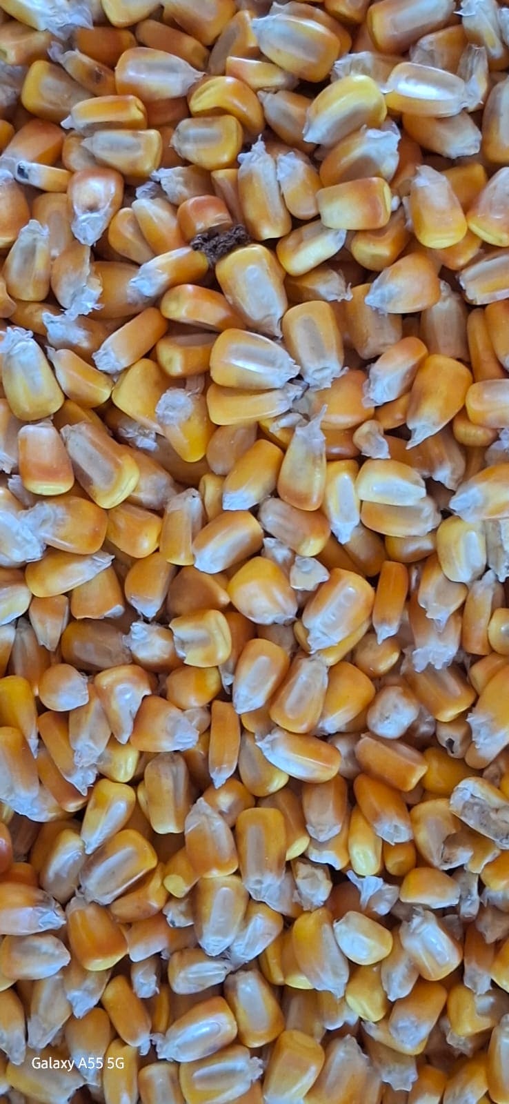 Corn in grain — Grain sample for analysis