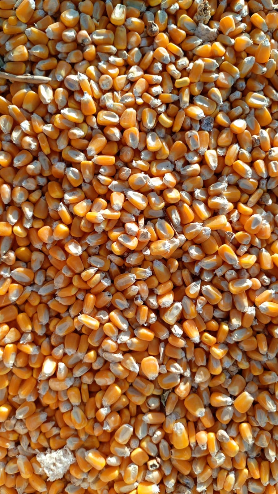 Corn in grain — Grain sample for analysis
