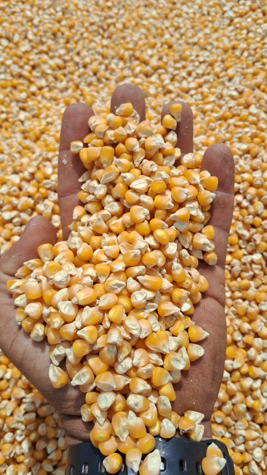 Corn in grain — Quality check at origination