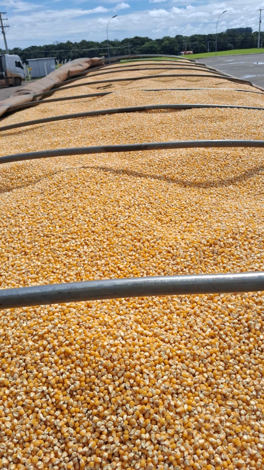Corn in grain — Bulk cargo in road transport