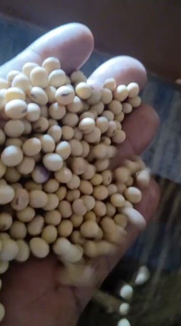 GMO soybeans in grain — Grain sample at origination