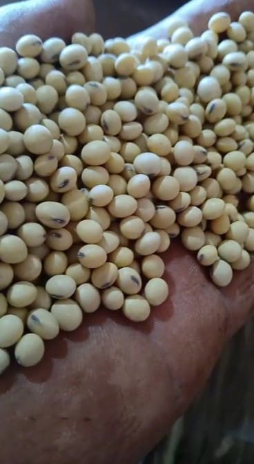 GMO soybeans in grain — Grain sample at origination